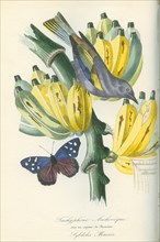 Tachyphone Archevêque sur un régime de bananier, et Sybdelis Maoris