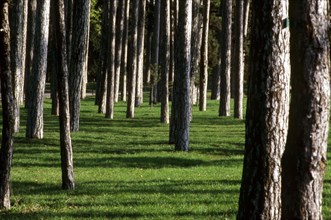 Bois de Boulogne