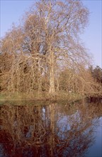 Bois de Boulogne in Paris