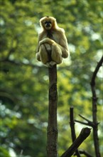 Gibbon monkey
