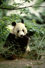 Panda en Asie du Sud-Est