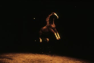 Show at the Equestrian Theatre Zingaro, 1989