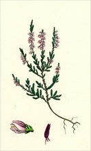 Calluna vulgaris; Common Ling
