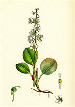 Pyrola rotundifolia, var. genuina; Round-leaved Winter-green, var. a.