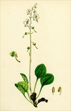 Pyrola rotundifolia, var. arenaria; Round-leaved Winter-green, var. B.