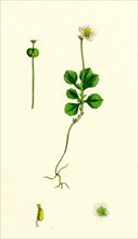 Pyrola uniflora; Single-flowered Winter-green