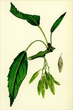 Fraxinus excelsior, heteropylla; Simple-leaved Ash