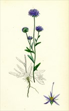 Jasione montana; Annual Sheep's-bit