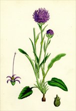 Phyteuma orbiculare; Round-headed Rampion