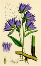 Campanula Trachelium; Nettle-leaved Bell-flower