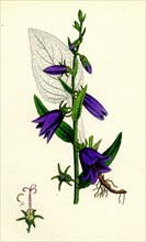 Campanula rapunculoides; Creeping Bell-flower