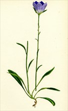 Campanula persicifolia; Peach-leaved Bell-flower