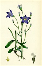 Campanula patula; Spreading Bell-flower