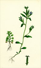 Campanula hybrida; Small-flowered Venus'-looking-glass