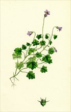 Campanula hederacea; Ivy-leaved Bell-flower