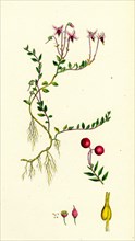 Vaccinium Oxycoccos; Marsh Cranberry