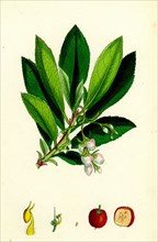 Arbutus Unedo; Strawberry-tree