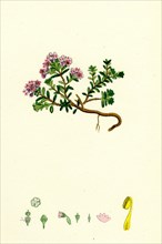 Loiseleuria procumbens; Trailing Azalea
