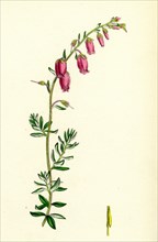 Menziesia polifolia; St. Dabeoc's Heath