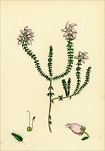 Erica Tetralici-ciliaris; Hybrid between Fringed-leaved and Cross-leaved Heaths