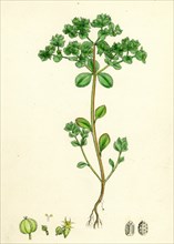 Euphorbia Peplus; Petty Spurge