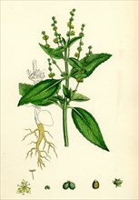 Mercurialis annua, var. genuina; Annual Dog's-Mercury, var. a.