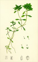 Callitriche eu-verna; Vernal Water Starwort