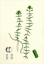 Callitriche hamulata; Hooked Water Starwort
