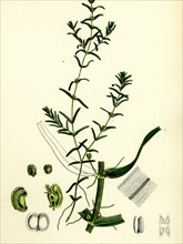 Callitriche autumnalis; Autumnal Water Starwort