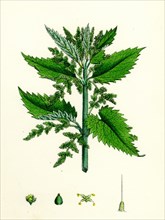 Urtica dioica; Common Nettle