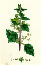 Urtica pilulifera, var. genuina; Roman Nettle, var. a.