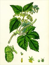 Humulus Lupulus; Common Hop