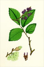 Ulmus suberosa, var. genuina; Common Elm, var. a.