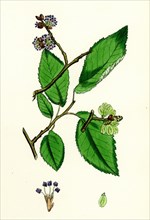 Ulmus suberosa, var. glabra; Common Elm, var. y.