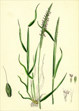 Alopecurus agrestis; Slender Fox-tail-grass