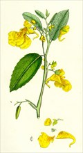 Impatiens Noli-me-tangere; Yellow Balsam