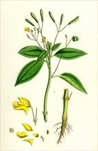 Impatiens parviflora; Small Balsam
