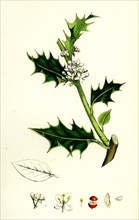 Ilex aquifolium; Common Holly