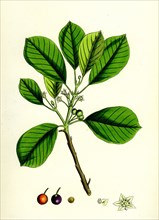 Rhamnus Frangula; Berry-bearing Alder