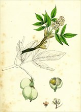 Staphylea pinnata; Common Bladder-nut
