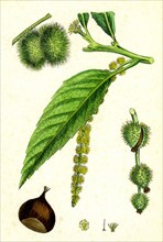 Castanea vulgaris; Sweet Chestnut