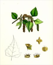 Betula verrucosa; White Birch