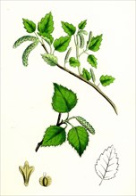 Betula glutinosa; Common Birch