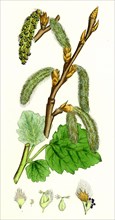 Populus canescens; Gray Poplar