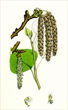Populus nigra; Black Poplar