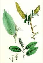 Salix pentandra; Bay-leaved Willow