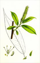 Salix cuspidata, mas.; Pointed-leaved Willow, male