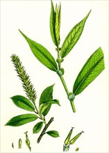 Salix cuspidata, foemina; Pointed-leaved Willow, female