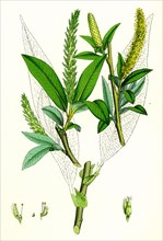 Salix fragilis, var. genuina; Crack Willow