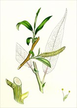 Salix fragilis, var. decipiens; White Welsh Willow